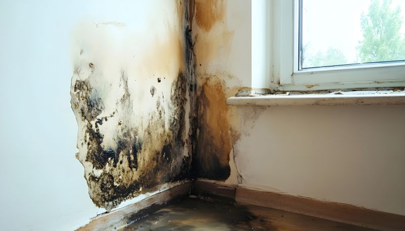 Ceiling Mold Removal in Fort Worth, TX