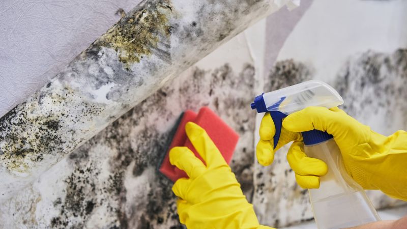 Mold Removal in Boca Raton, FL